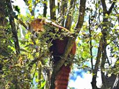 149 BIO PARC DE DOUE LA FONTAINE 4- 2016_000021